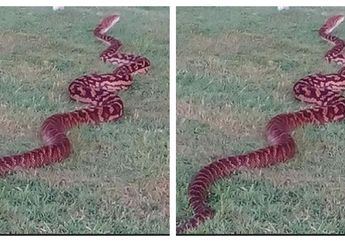 Asyik Berkuda, Seorang Wanita Dikagetkan Ular Raksasa 