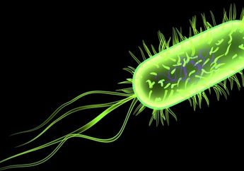 Wabah E. Coli Melalui Sayuran Selada Romaine Telah Menyerang 16 Negara Bagian di Amerika Serikat, yuk Kenali Gejalanya!