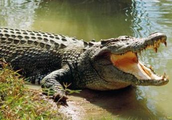 Dikira Maling, Seekor Buaya Terobos Pekarangan Rumah, Ini Penyebabnya