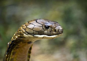 Belajar dari Kasus Ibu Tewas Dipatuk Kobra di Banyumas, Bagaimana Cara Mencegah Ular Masuk ke dalam Rumah?