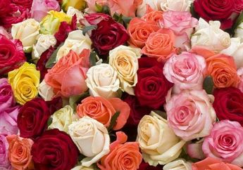 Buat yang Hobi Tanaman Bunga Mawar, Begini Loh Cara Merawatnya! 