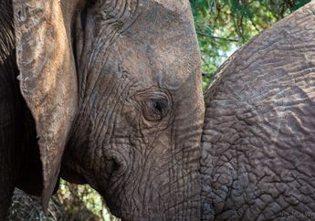 Internet, Ancaman Bagi hewan yang Dilindungi dan Terancam Punah