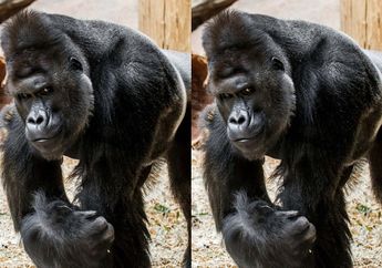Bertampang Sangar, Gorila Penghuni Kebun Binatang Ini Langsung Pose Bak Top Model Tiap Lihat Kamera
