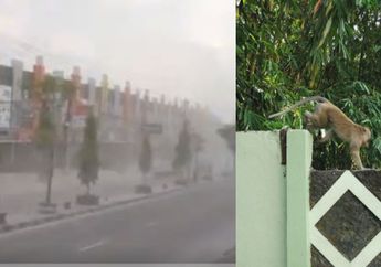 Hujan Abu dan Monyet Ekor Panjang di Sekitar Merapi yang Mulai Turun Gunung