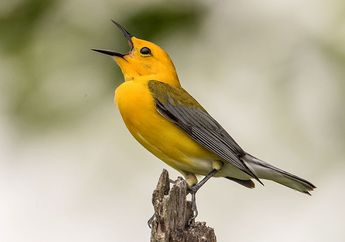 3 Arti Mimpi Menangkap Burung yang Patut Ditunggu-tunggu, Pertanda Jodoh Sudah Dekat Sampai Dilamar Kekasih