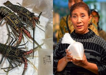 Terbongkar Orang-orang Prabowo Subianto di Balik Ekspor Benih Lobster, Susi Pudjiastuti Langsung Kasih Respon Menohok: 'Saya Hanya Rakyat Biasa yang Tak Rela'