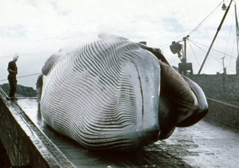 Jangan Sembarangan Menyentuh Bangkai Ikan Paus yang Terdampar, Bisa Meledak Tiba-tiba!