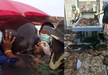 Ngeri, 8 Kg Kantong Plastik Ditemukan dalam Perut Seekor Ikan Paus!