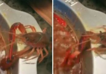 Beredar Video Seekor Lobster Memberontak Saat Akan Dijadikan Hidangan Makan Malam, Perhatikan Capitnya! 