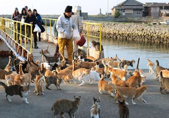 Benarkah Kucing Punya 9 Nyawa? Ternyata ini Penjelasan Ilmiah Mengapa Kita Jarang Melihat Bangkai Kucing