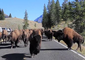 Wanita Paruh Baya Diseruduk Bison di Taman Nasional Yellowstone