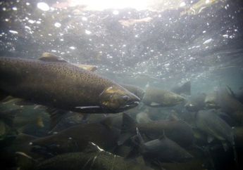 Sering Berpindah Tempat, Yuk Cari Tahu Fakta Lain Tentang Salmon!