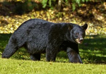 Arti Mimpi Tentang Beruang Hitam Ternyata Menjadi Simbol Keburukan, Jaga Kesehatan Kalian karena Hal Ini yang Akan Terjadi Pada Kalian!