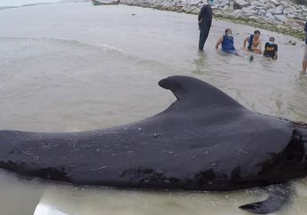 Sempat Dipayungi  Agar Tak Kepanasan oleh Warga, Seekor Ikan Paus Mati Karena Kantong Plastik