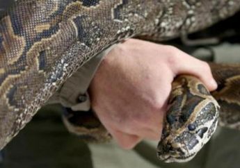 Nahas, Seorang Wanita Tewas Setelah Ditelan Ular Sanca 8 Meter