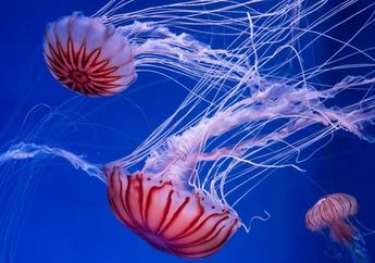 Di Florida, Lebih dari 1.000 Orang Disengat Ubur-ubur, Apa yang Sebenarnya Terjadi?