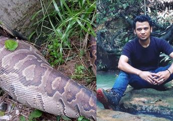 5 Penyebab Ular Telan Manusia di Sulawesi Menurut Panji Si Petualang