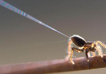 Kamera Tangkap Rekaman Laba-laba Lepaskan Untaian Sutra dan Terbang