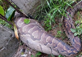 Unik, Baju Ini Sanggup Gagalkan Ular Anakonda Memangsa Manusia
