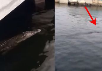 Kemunculan Buaya Diperairan Ancol, Seperti Ini Kabar Terkininya 