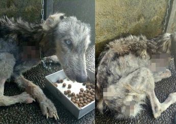 10 Bulan yang Lalu Ditemukan dalam Kondisi Mengenaskan, Potret Anjing Ini Sekarang Sungguh Tak Bisa Dipercaya