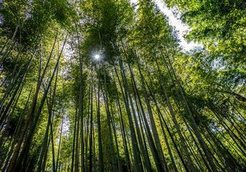Mengunjungi Hutan Bambu Sagano di Jepang, Menyimak Kedamaian yang Hakiki