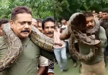 Momen Menegangkan Seorang Petugas Hutan Hampir Tewas Dililit Ular Piton Sepanjang 9 Meter
