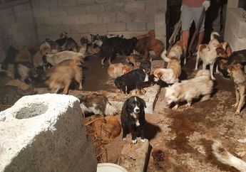 135 Anjing di Cina Selamat Dari Kematian Nahas Berkat Aktivis 