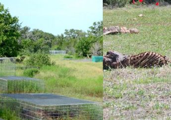 Bukan Padi Atau Gandum, Sejumlah Jasad Manusia Ada di Ladang Mayat dan Dibiarkan Membusuk Hingga Mengering