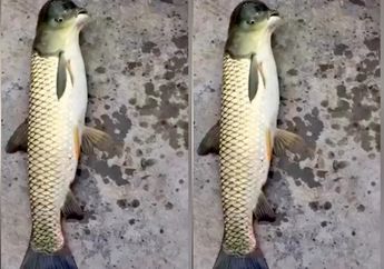 Nelayan Tangkap 'Ikan Aneh Berkepala Burung' Ini Penjelasan Ilmiahnya