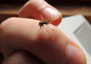 Nyesel Baru Tahu Sekarang! 4 Bahan Alami Ini Ternyata Ampuh Banget Hempas Nyamuk Sampai Telurnya