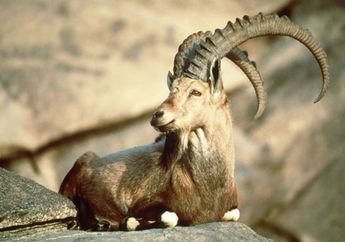 4 Hewan di Dunia Ini Sudah Punah Karena Ulah Manusia loh, Apa Saja ya?