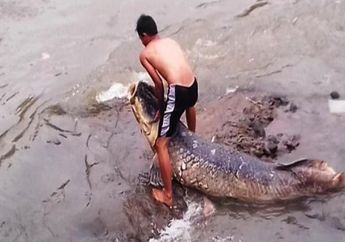 Warga Mojokerto Kedapatan Pelihara 30 Ekor Ikan Predator Raksasa Arapaima Gigas