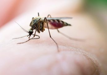 Dari Kaki yang Bau Sampai Kehamilan 4 Penyebab Kamu Sering Digigit Nyamuk