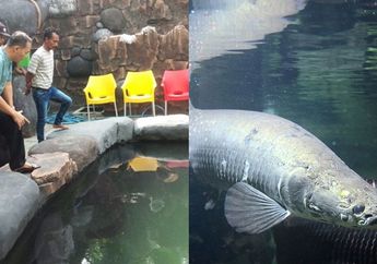 Pelihara 5 Ekor Ikan Predator, Masudin Habiskan Rp 200 Ribu Perhari 