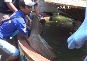 Lagi, Ikan Raksasa Arapaima Gigas Ditangkap 2 Orang Nelayan di Sungai Kawasan Rolag, Surabaya