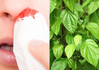 Jangan Sumbat dengan Daun Sirih, Ikuti 5 Langkah Redakan Mimisan yang Tepat