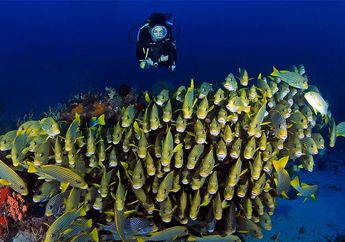7 Tempat Snorkeling Paling Keren, yang Nomer 4 Terbaik di Dunia