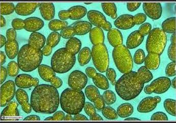 Lima Buah Unik yang Ukurannya Sekecil Semut, Gemes Banget Liatnya