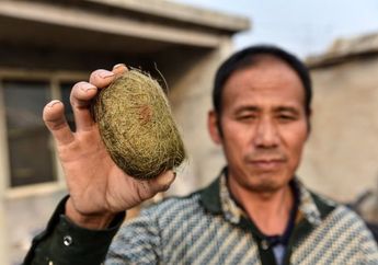 Tak Sengaja Temukan Batu Empedu Babi, Pria ini Langsung Jadi Miliarder