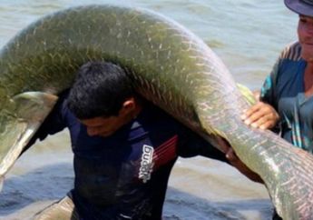 Warga Masih Temukan Arapaima Gigas di Sungai, Pemilik Diduga Beri Keterangan Palsu Soal Jumlah Ikan yang Dilepas