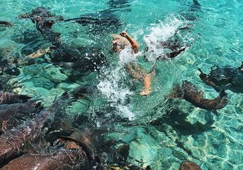 Seorang Selebgram Digigit Hiu Saat Asyik Berenang di Bahama, Karibia