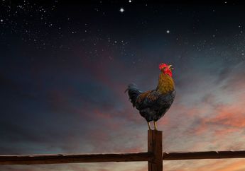 Bukan Mitos, Ini yang akan Terjadi Jika Ayam Jago Berkokok Tengah Malam atau Angsa Tidur Berdiri dengan Satu Kaki, Buktikan Kebenarannya!