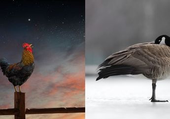 Bukan Mitos, Kokokan Ayam Saat Malam Jadi Pertanda ini di Esok Hari