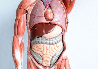 Inilah yang Terjadi pada Tubuh Setelah Meninggal, Salah Satunya Masih Bisa Bergerak?