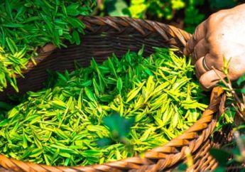 Sebuah Studi Ungkapkan Partikel Dalam Teh Bisa Membunuh Sel Kanker Paru-paru