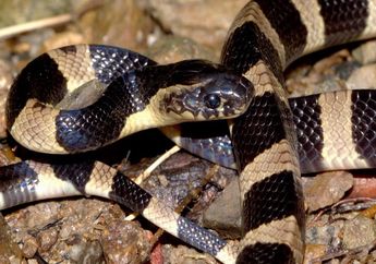 Apes! Seorang Wanita Koma Setelah Terpatuk Ular yang Awalnya Ia Beli Untuk Ramuan Obat