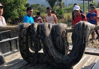 Hendak Memancing Ikan di Sungai, Dua Warga Sulawesi Tenggara Malah Temukan Ular Piton Raksasa Sepanjang 7 Meter