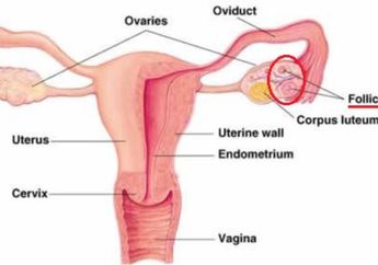 Kenali Lebih Dekat Apa Itu Folikel, Salah Satu Bagian Sistem Reproduksi yang Memengaruhi Kesuburan Wanita