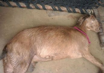 Seekor Kambing Sampai Lemas Tewas Lantaran Disetubuhi 8 Orang, Kelainan Seksual Melibatkan Hewan Ternyata Terbentuk Saat Kanak-kanak